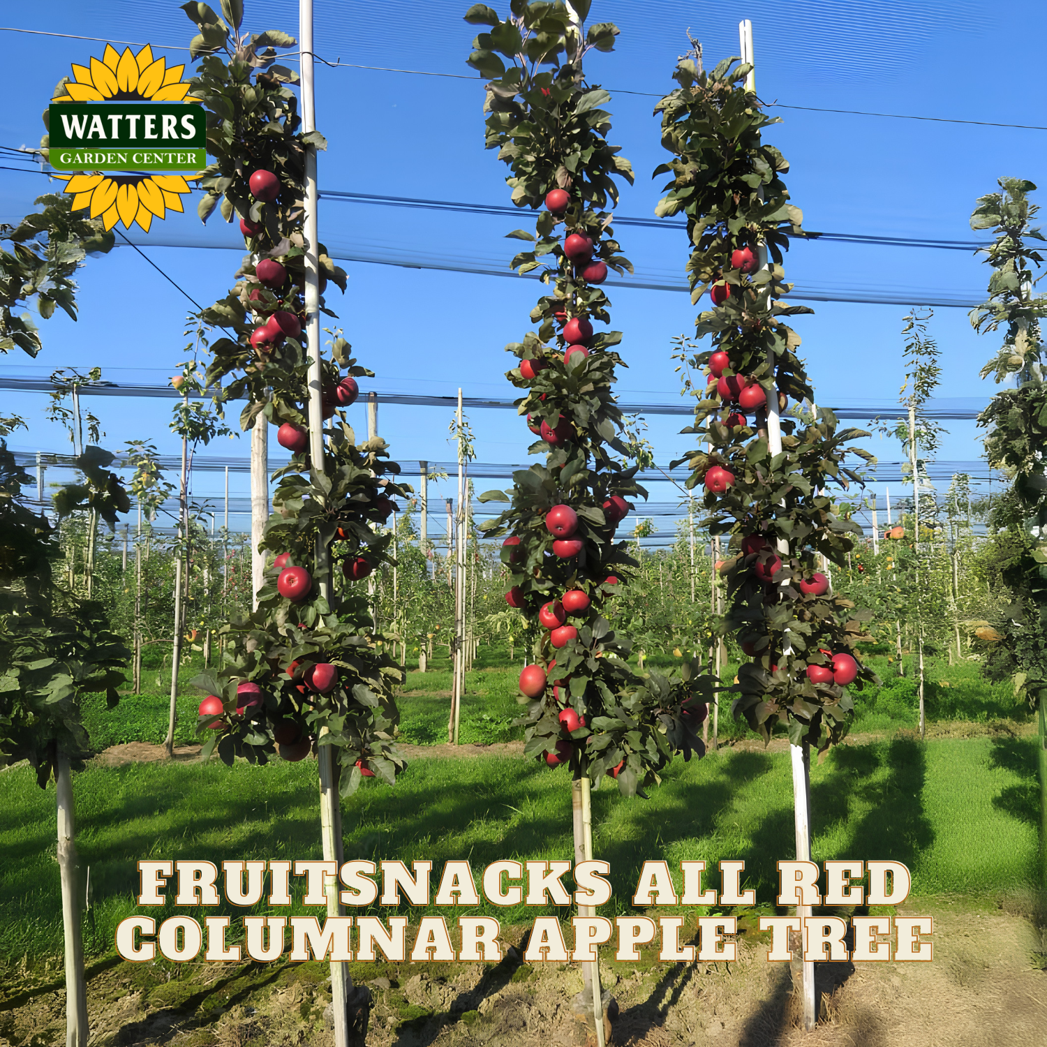 Columnar apple trees with red apples in an orchard, branded with Watters Garden Center.