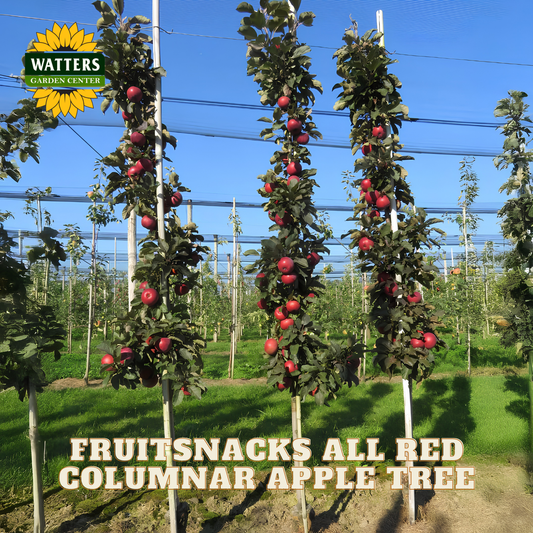 Columnar apple trees with red apples in an orchard, branded with Watters Garden Center.