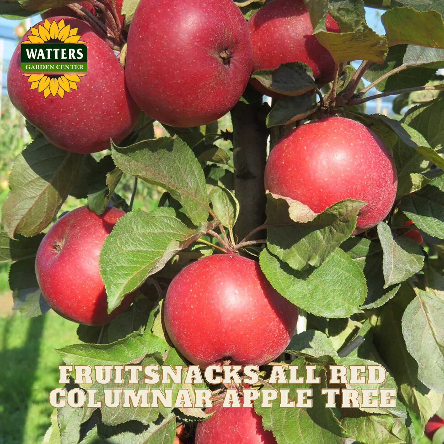 Red apples on a tree branch with 'Watters Garden Center' logo and text about a fruit snack apple tree.