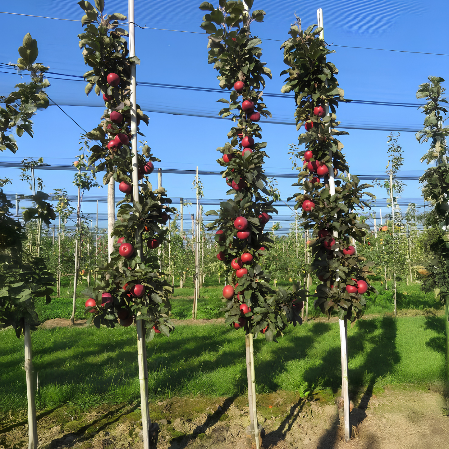 Apple trees with ripe apples in a controlled environment
