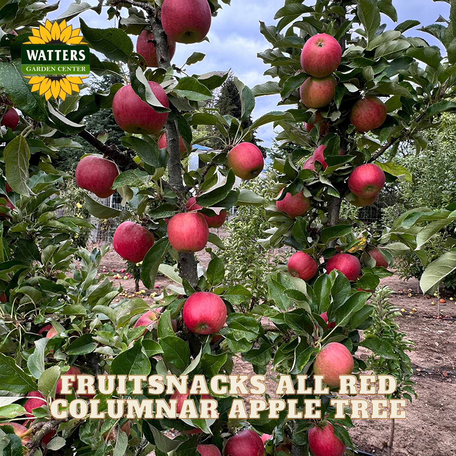 Apple tree with red apples and Watters Garden Center branding.