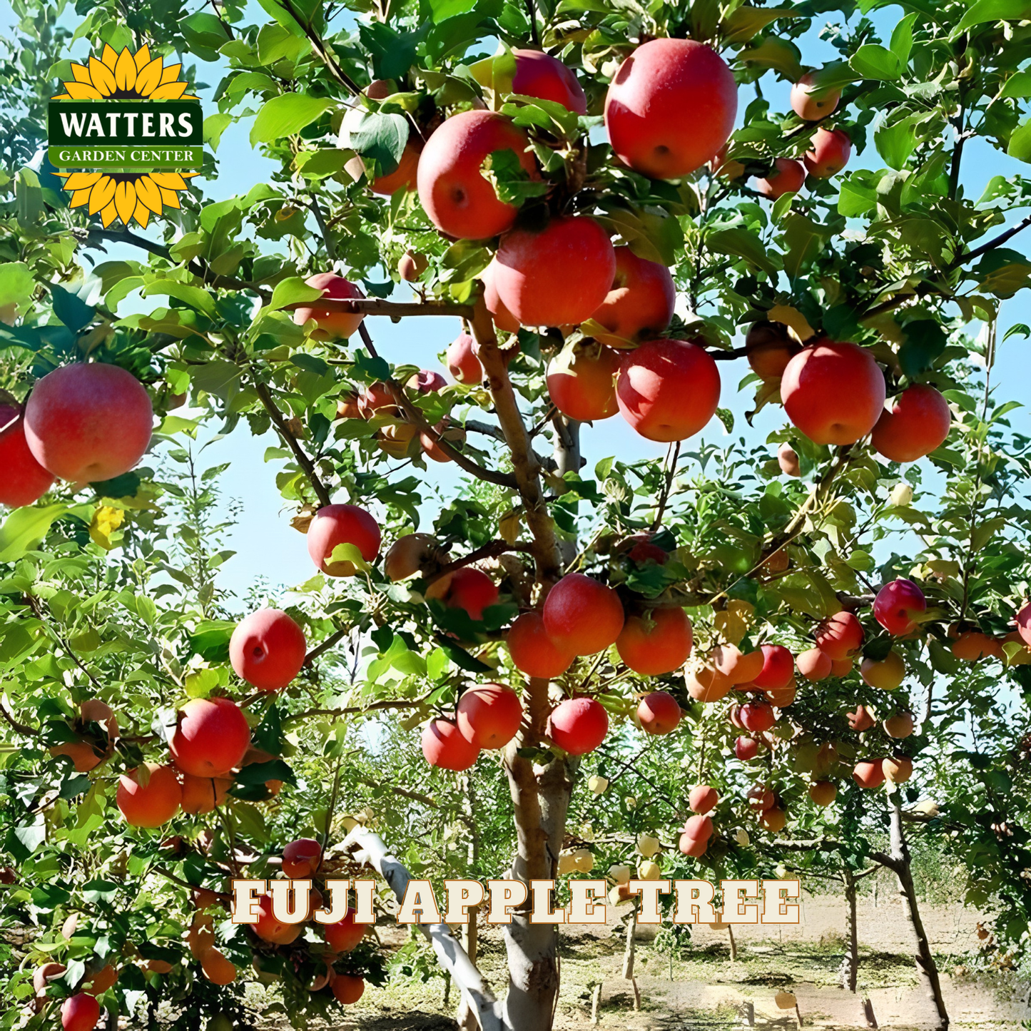 Fuji apple tree with ripe red apples in an orchard, Watters Garden Center branding visible.
