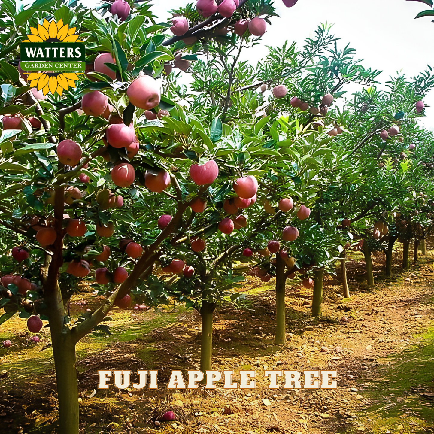 Row of Fuji apple trees with ripe apples in an orchard, featuring Watters Garden Center branding.