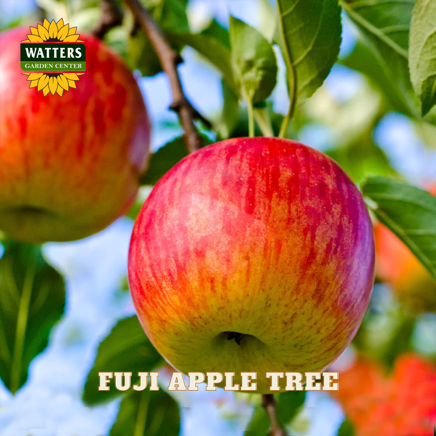 Red Fuji apple on a tree branch with Watters Garden Center logo.