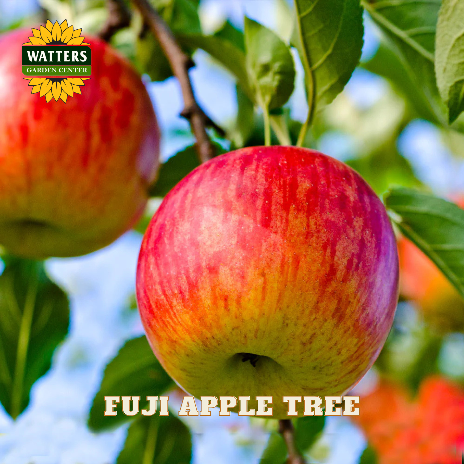 Red Fuji apple on a tree branch with Watters Garden Center logo.