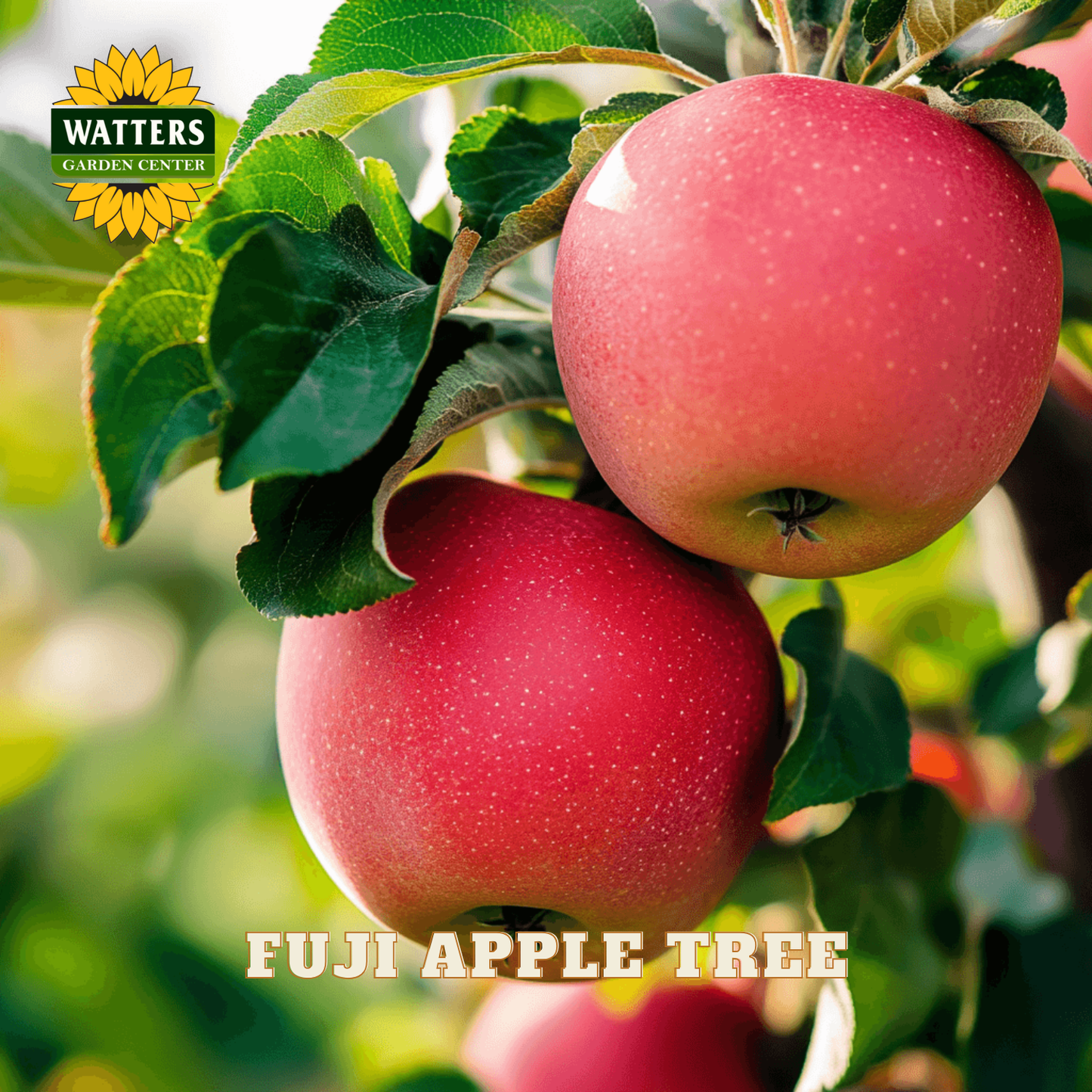 Two red Fuji apples on a branch with Watters Garden Center logo.
