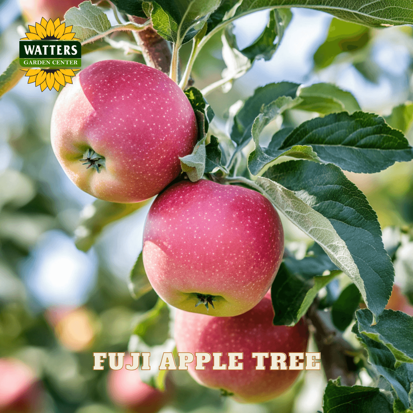 Fuji apples on a tree branch with Watters Garden Center logo.