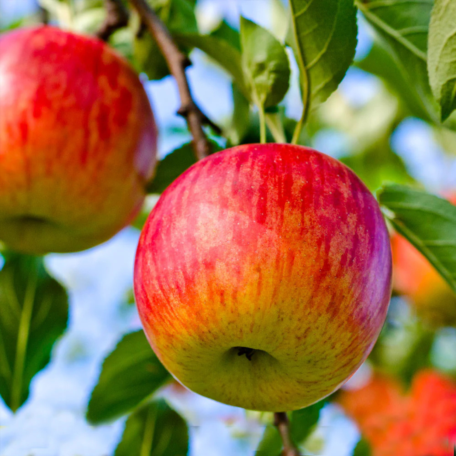 Red and yellow apples on a tree branch with a blurred background