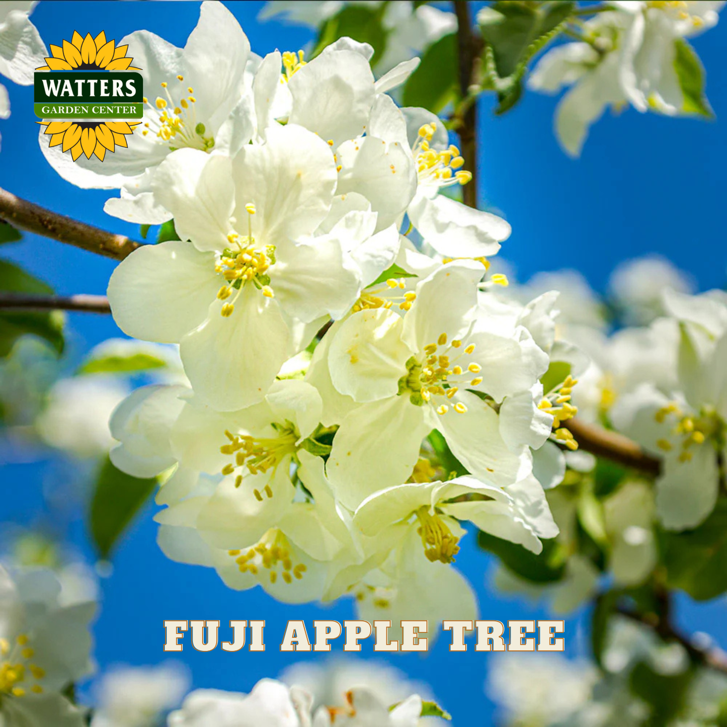White flowers of a Fuji apple tree with Watters Garden Center logo on a blue sky background.