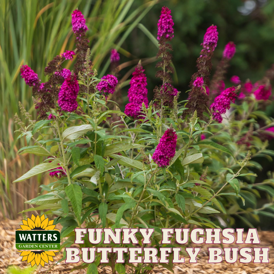 FUNKY FUCHSIA BUTTERFLY BUSH 3gal