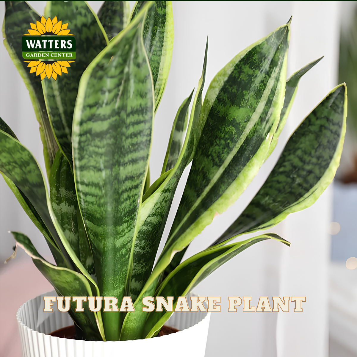 A potted snake plant with upright, sword-like green leaves featuring dark green stripes and yellow edges, shown in a white ribbed pot. The Watters Gardens Center logo appears in the top-left corner, and the text 'FUTURA SNAKE PLANT' is overlaid near the bottom.