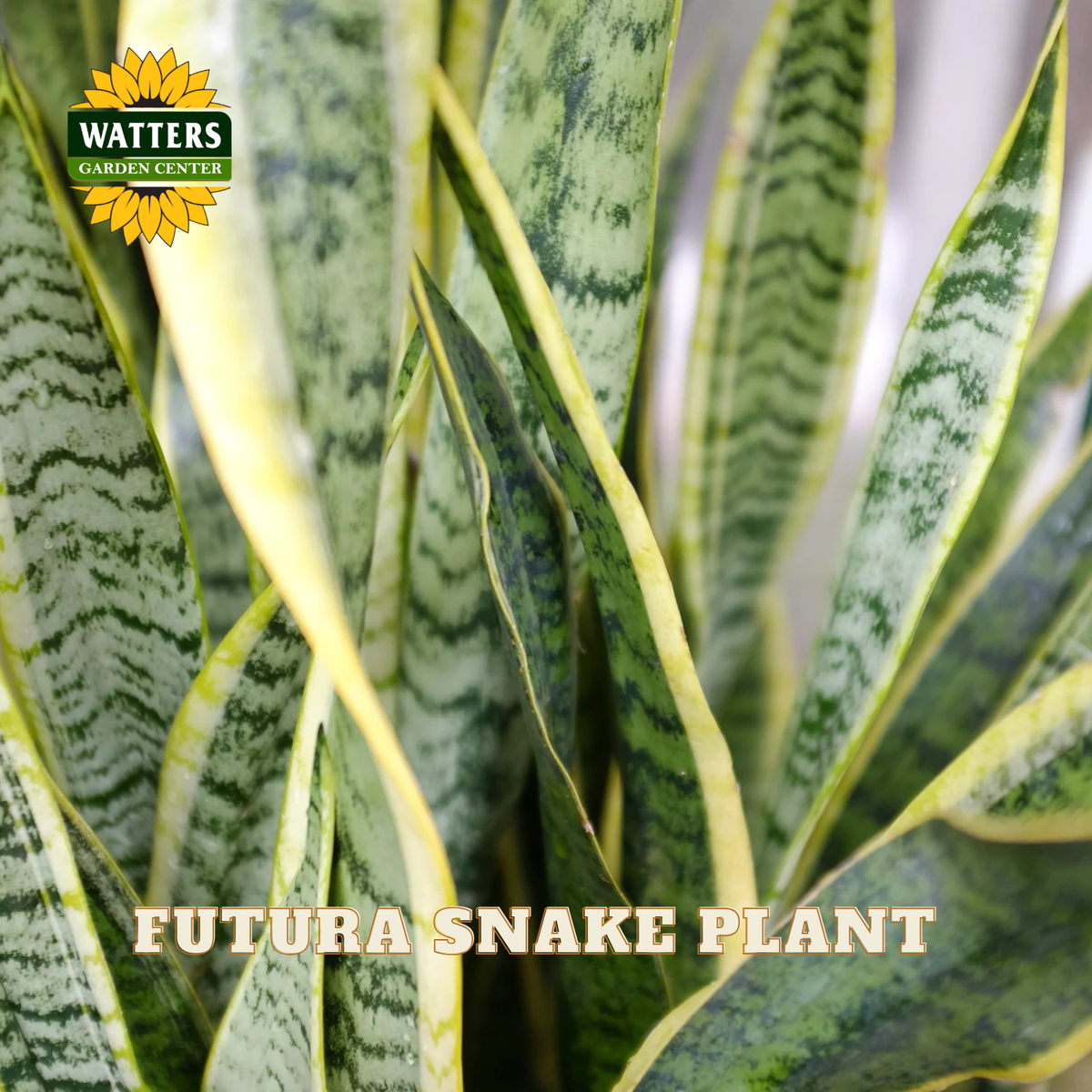 Close-up of a snake plant with upright green and yellow variegated leaves, featuring a Watters Garden Center logo in the top left and the text 'FUTURA SNAKE PLANT' across the bottom.
