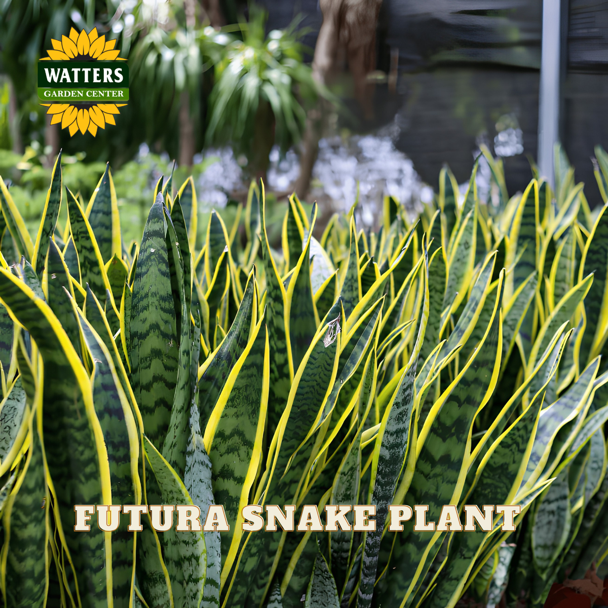 A close-up of a snake plant with tall, narrow green leaves featuring bright yellow edges and dark horizontal stripes. The text 'FUTURA SNAKE PLANT' is overlaid at the bottom, and the 'WATTERS GARDENS CENTER' logo appears in the top left corner.