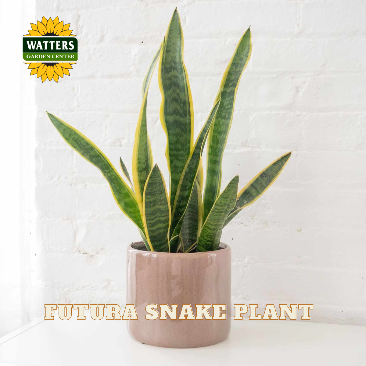 A potted snake plant with tall green leaves edged in yellow, shown in a light pinkish-beige ceramic pot against a white brick wall. The Watters Gardens Center logo is visible in the top left, and the text 'FUTURA SNAKE PLANT' appears at the bottom.