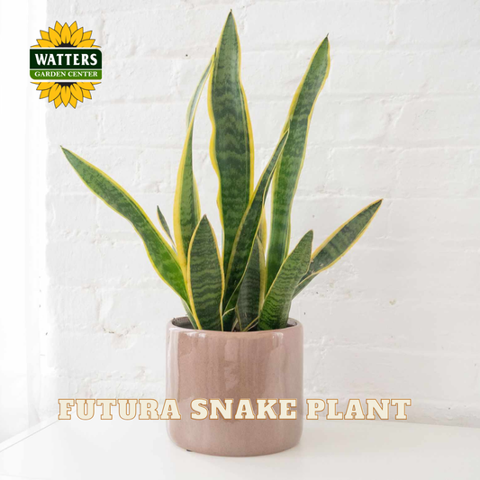 A potted snake plant with tall green leaves edged in yellow, shown in a light pinkish-beige ceramic pot against a white brick wall. The Watters Gardens Center logo is visible in the top left, and the text 'FUTURA SNAKE PLANT' appears at the bottom.