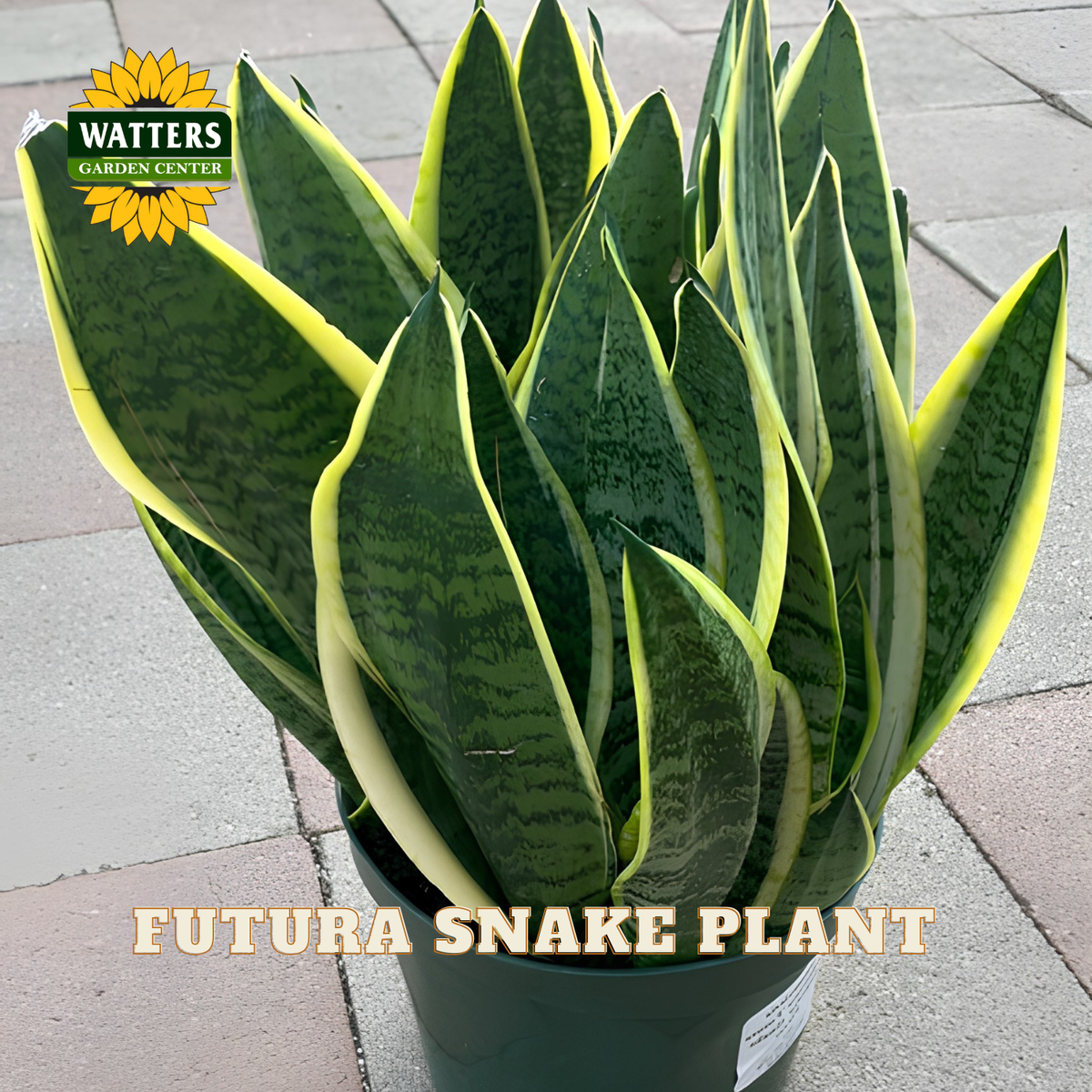 A potted snake plant with upright, sword-like green leaves featuring bright yellow edges and dark horizontal striping, shown outdoors on a paved surface. The Watters Garden Center logo appears in the top left, and the text 'FUTURA SNAKE PLANT' is overlaid at the bottom.