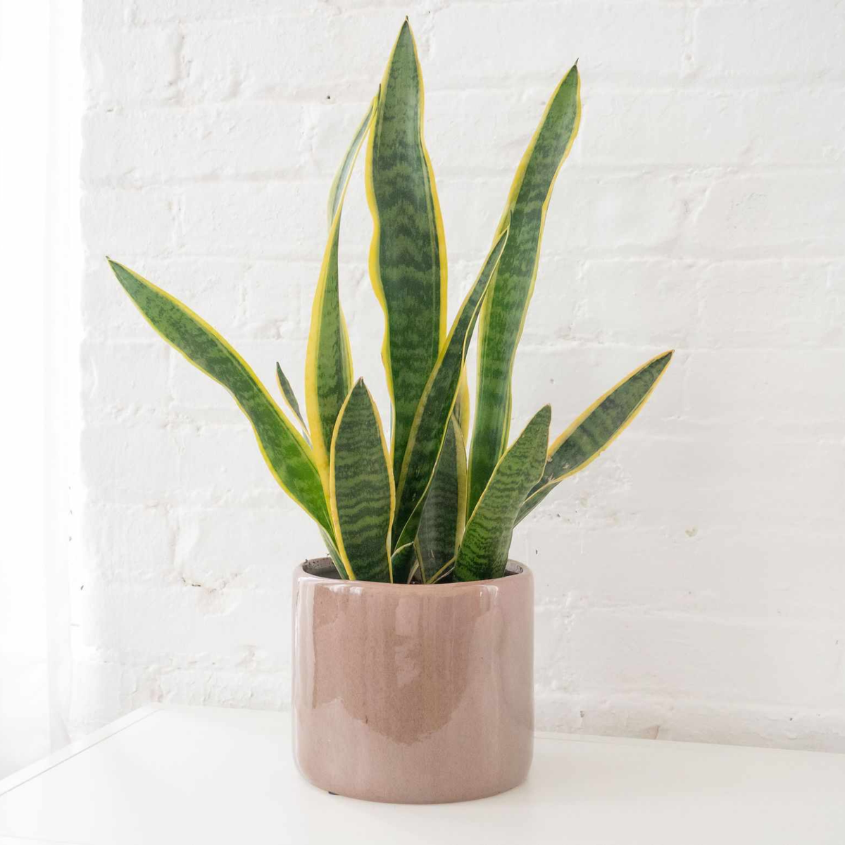 A snake plant with upright green leaves bordered in yellow, potted in a matte taupe ceramic pot and sitting on a white surface against a white brick wall.