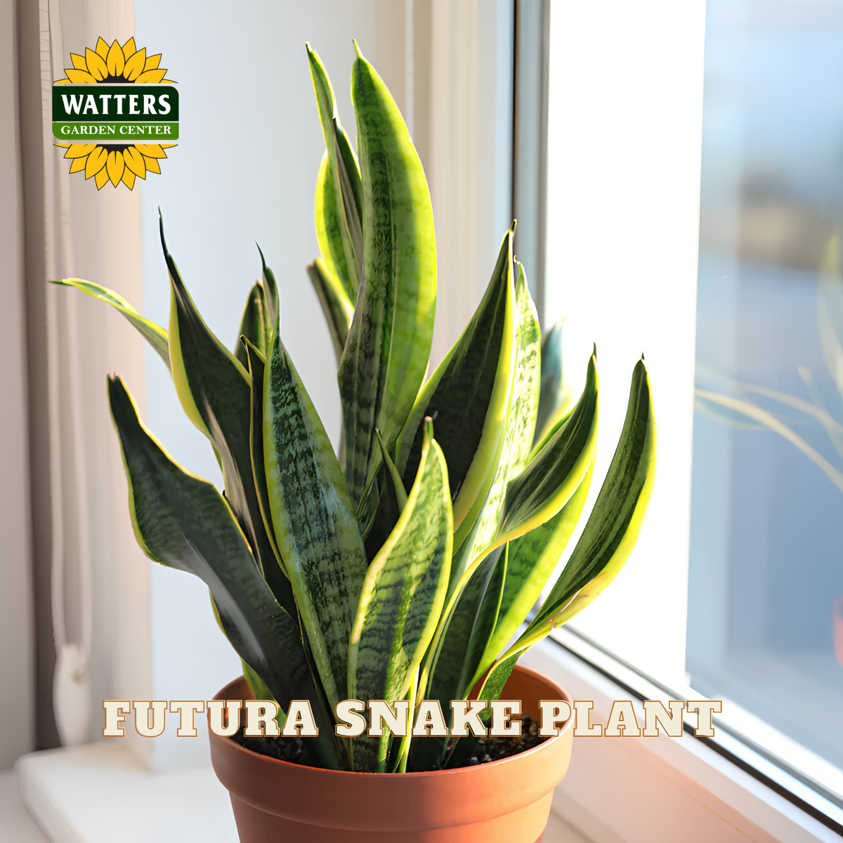 A potted snake plant with upright green leaves and yellow edging, shown in a terracotta-colored pot on a windowsill with bright natural light. The Watters Gardens Center logo appears in the top-left corner, and the text 'FUTURA SNAKE PLANT' is overlaid at the bottom.