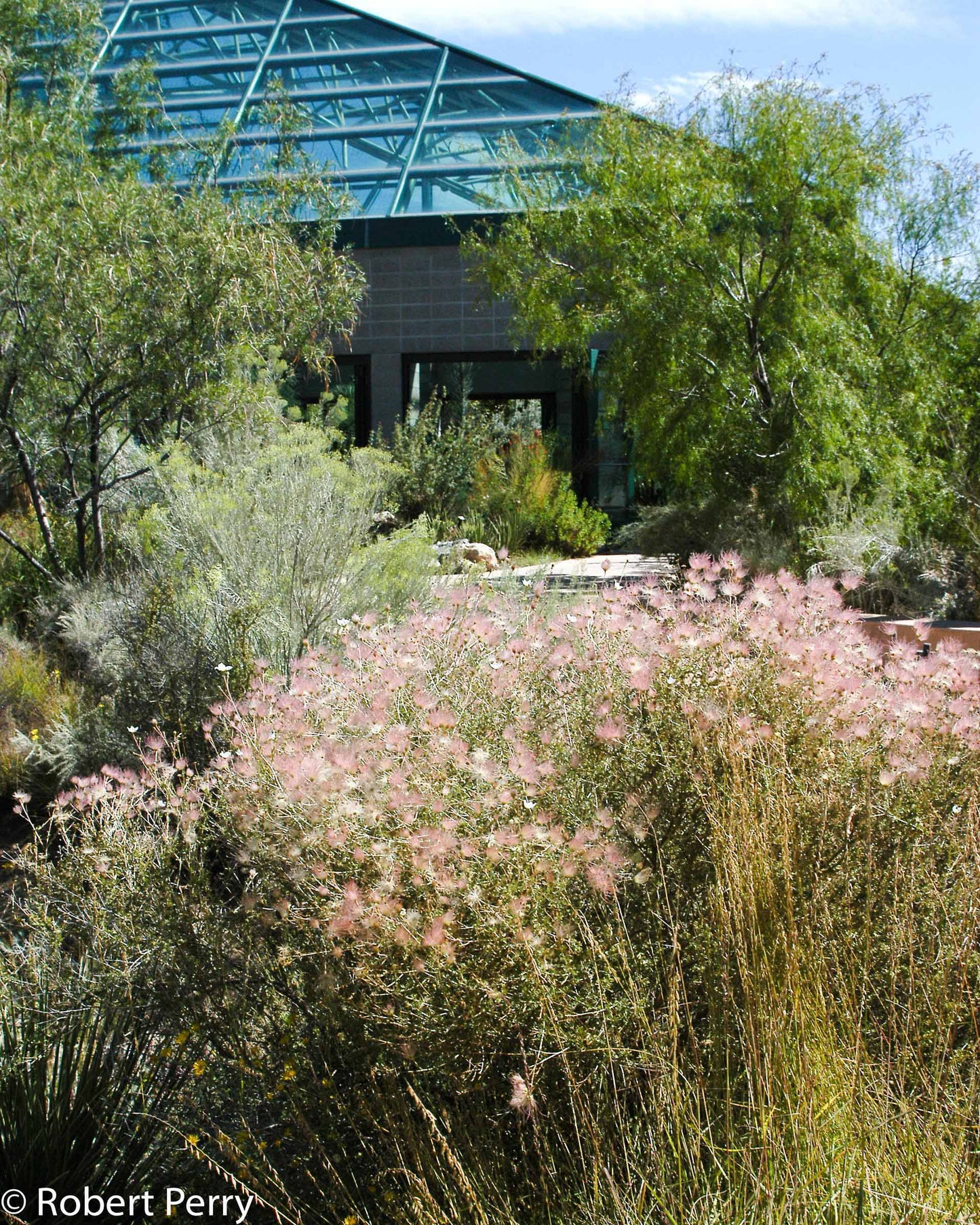 APACHE PLUME 1gal