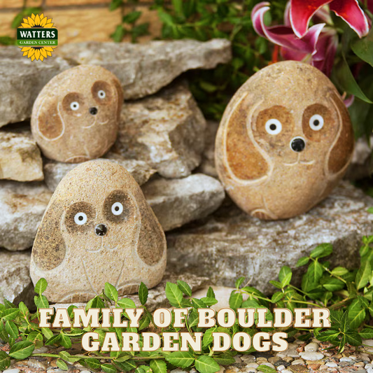 Boulder Dog Family - adorabe 3 Pcs 4"-6"-8"