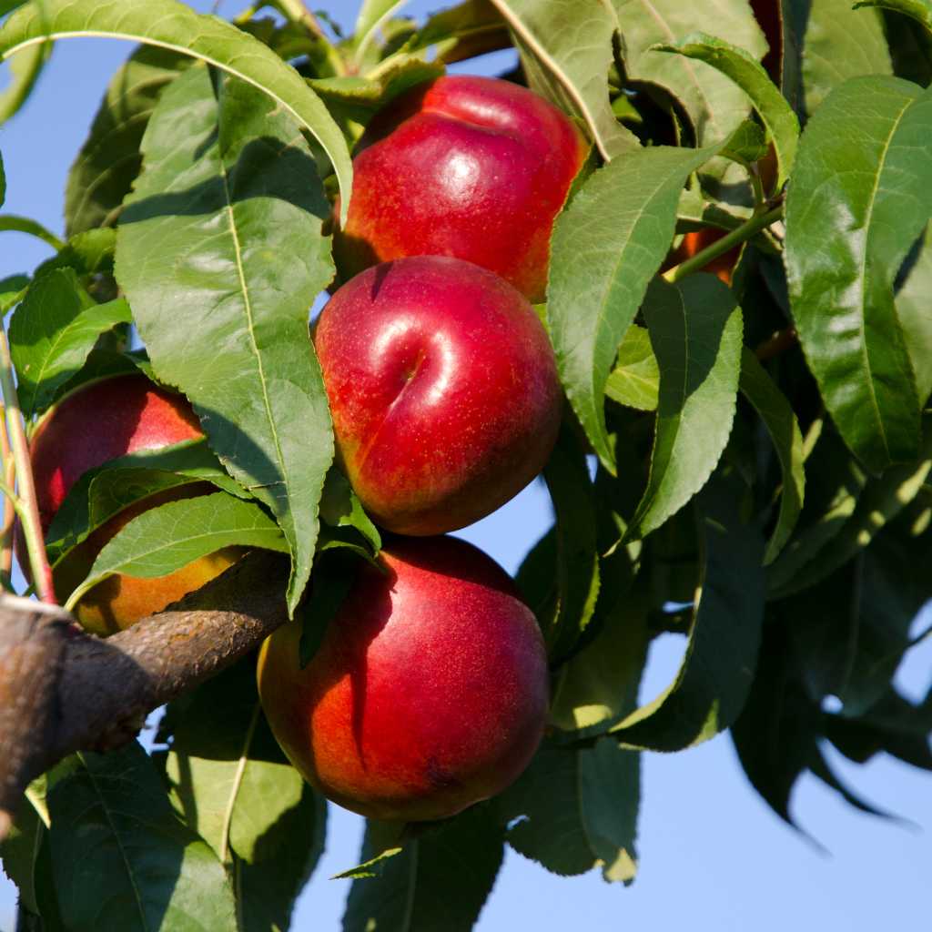 FANTASIA NECTARINE TREE 7gal