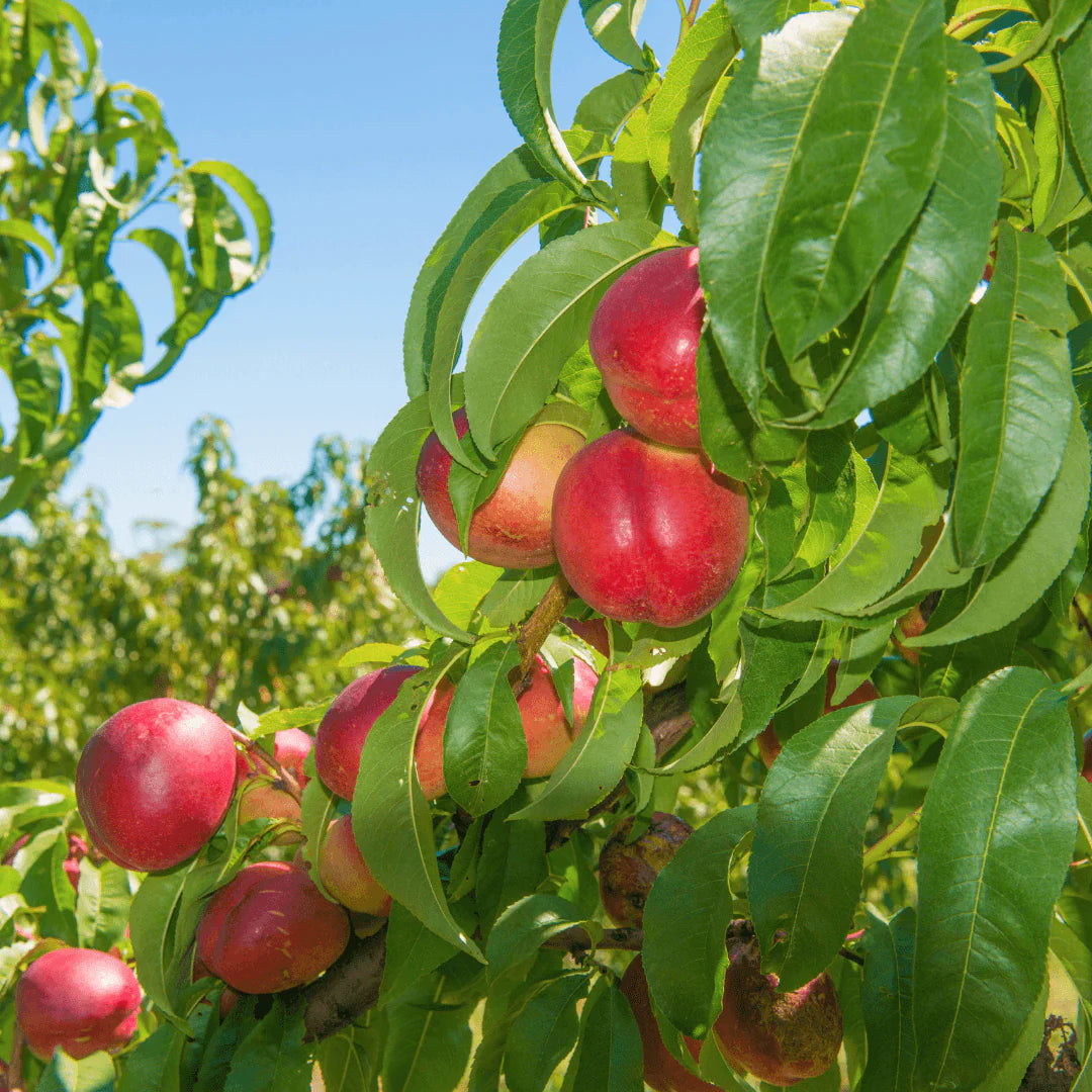 FANTASIA NECTARINE TREE 7gal