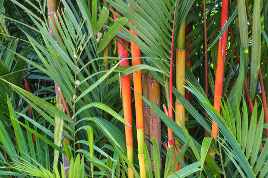RED DRAGON CLUMPING BAMBOO 2gal