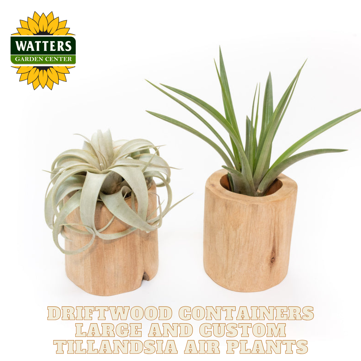 Driftwood Containers Large and Custom Tillandsia Air Plants Set of 2