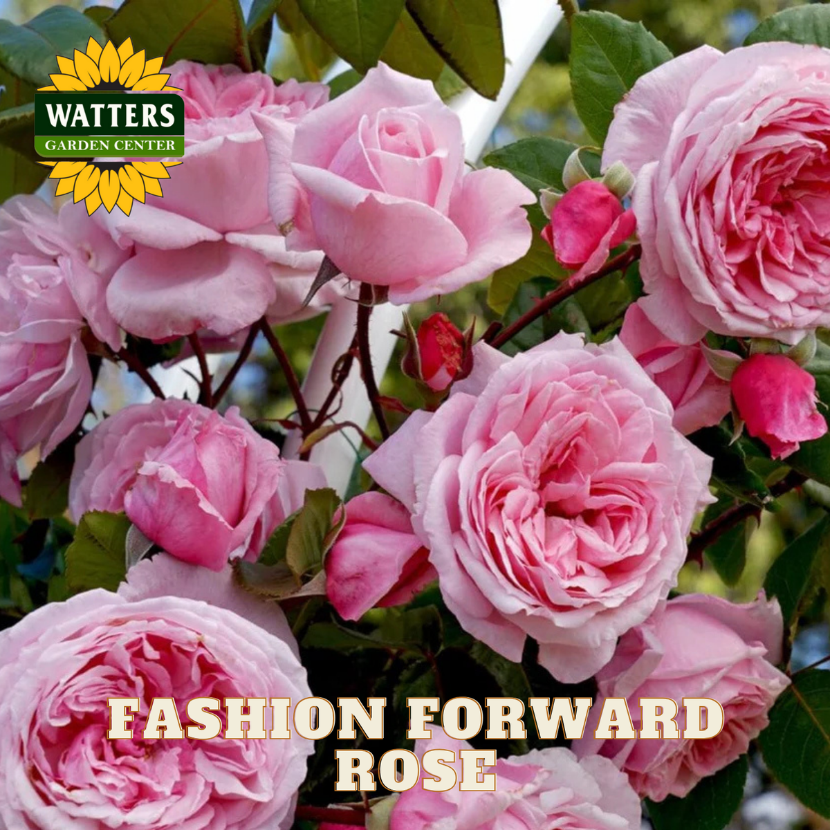 Pink roses with 'Watters Garden Center' logo and 'Fashion Forward Rose' text.