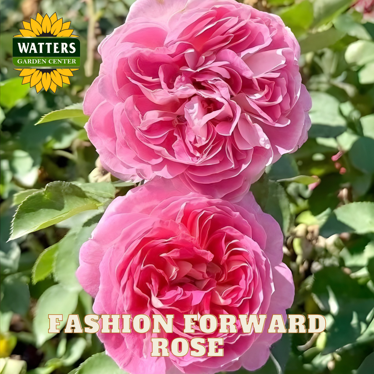 Two pink roses with 'Watters Garden Center' logo and 'Fashion Forward Rose' text.