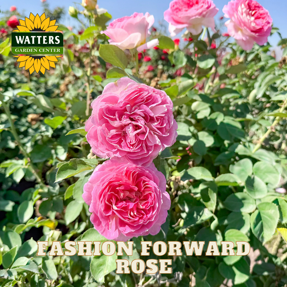 Pink roses with 'Watters Garden Center' logo and 'Fashion Forward Rose' text.