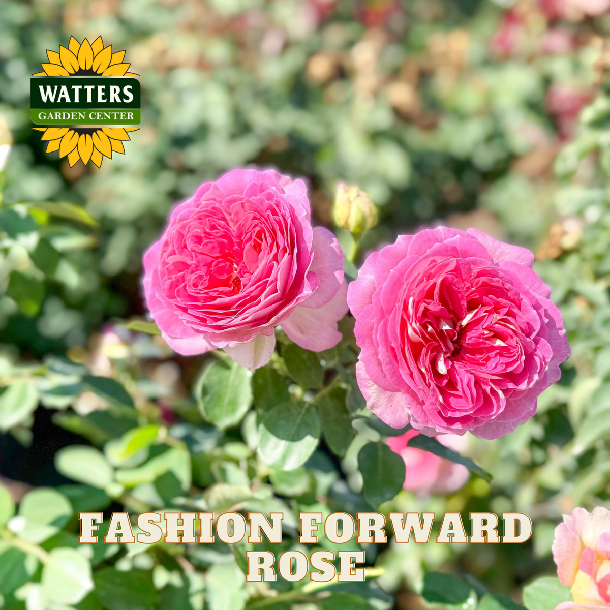 Two pink roses with Watters Garden Center logo and 'Fashion Forward Rose' text.