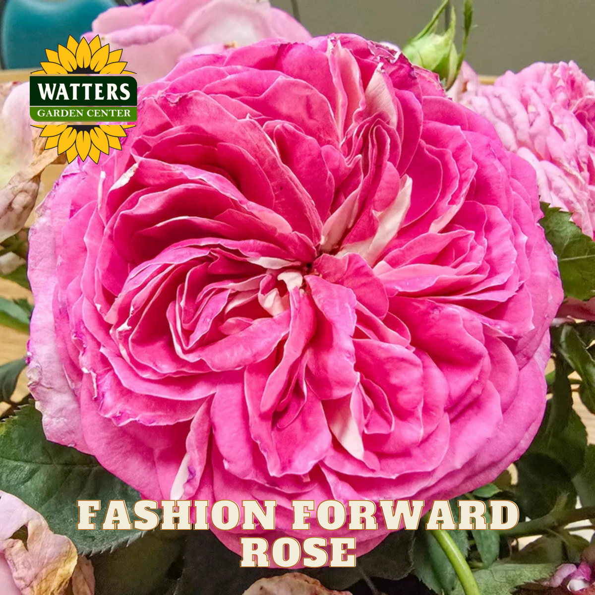 Close-up of a pink rose with 'Watters Garden Center' branding and 'Fashion Forward Rose' text.
