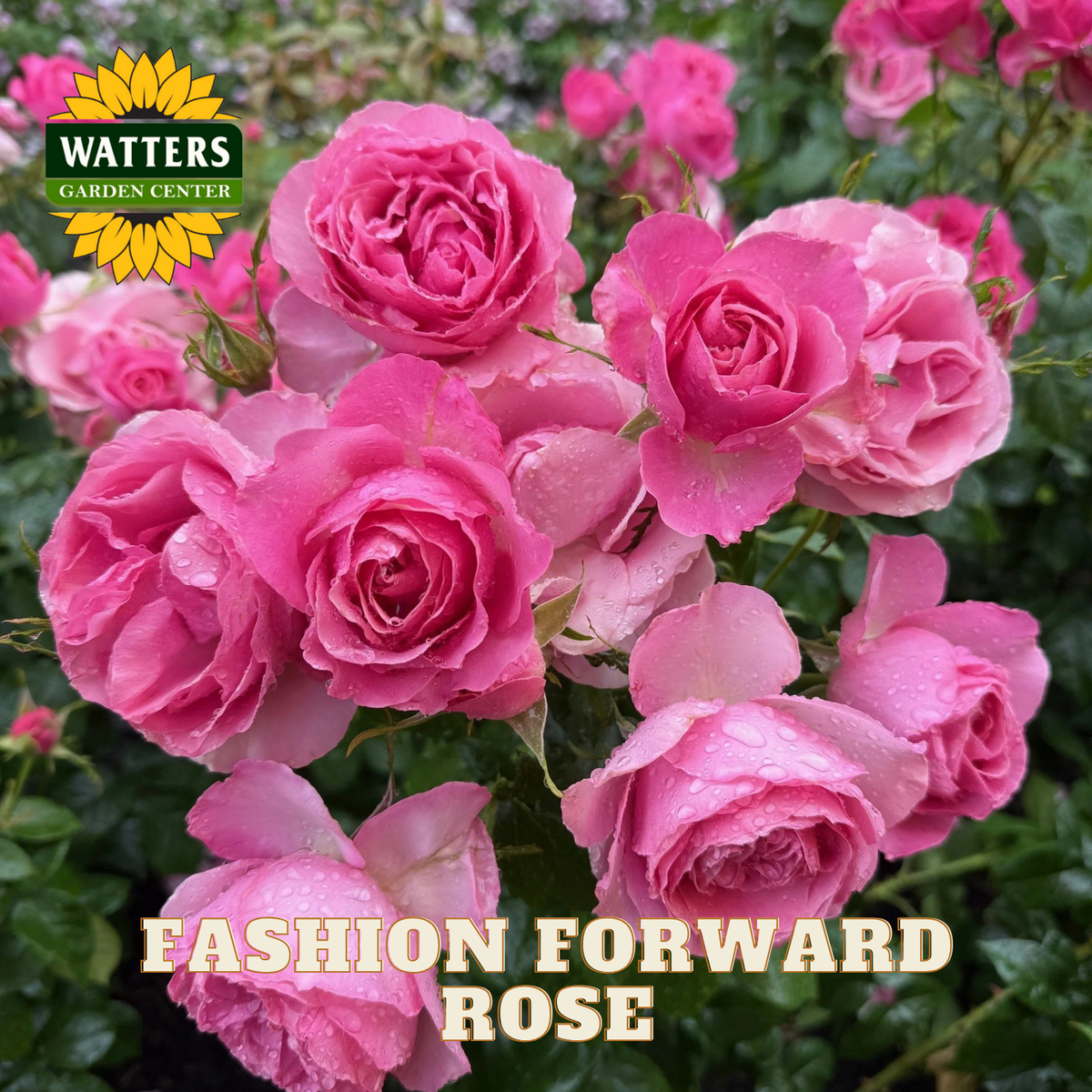 Pink roses with 'Watters Garden Center' logo and 'Fashion Forward Rose' text.
