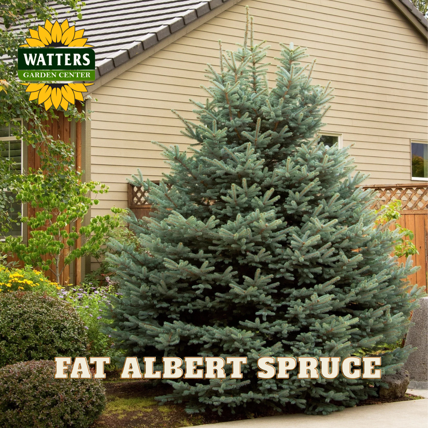 Fat Albert Spruce tree in front of a house with Watters Garden Center logo.