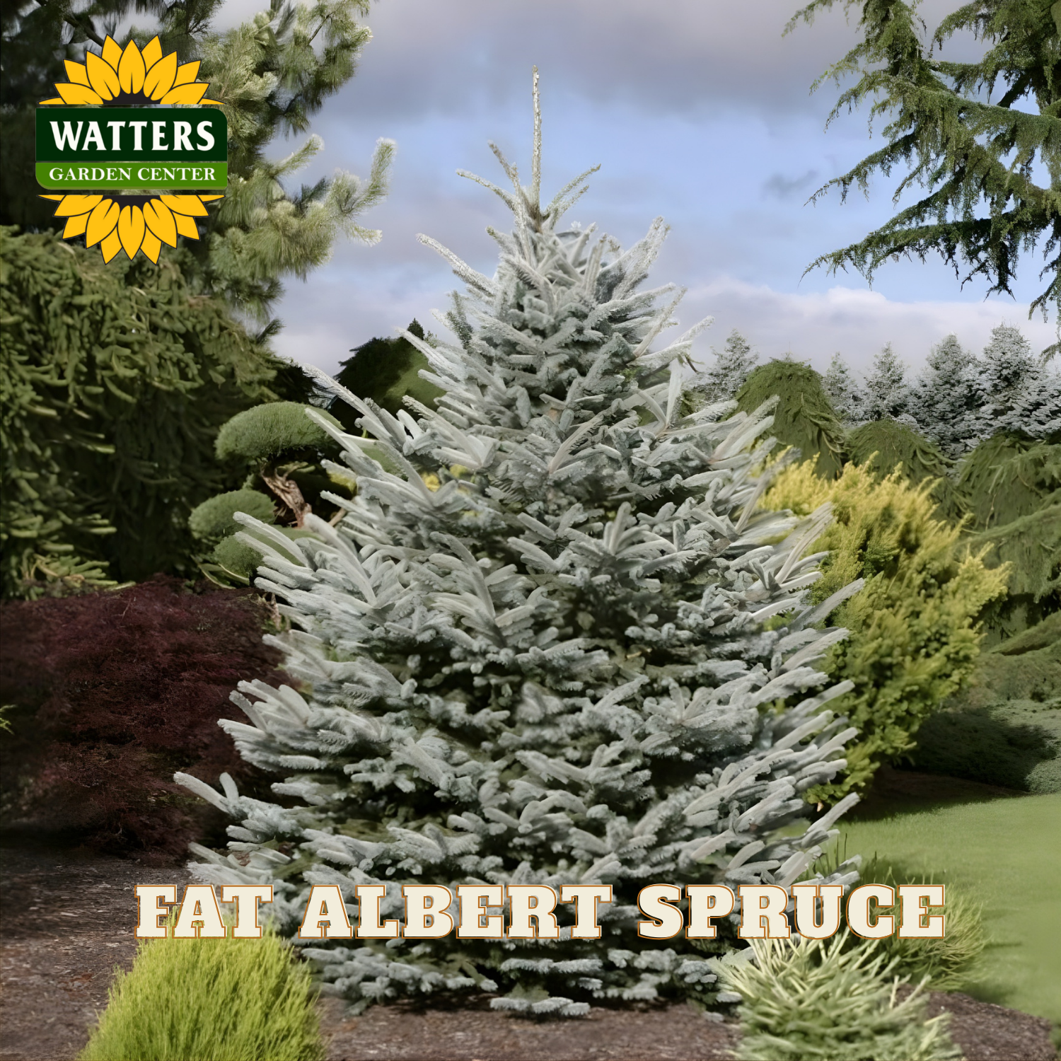 FAT ALBERT SPRUCE tree in a garden setting with Watters Garden Center branding.