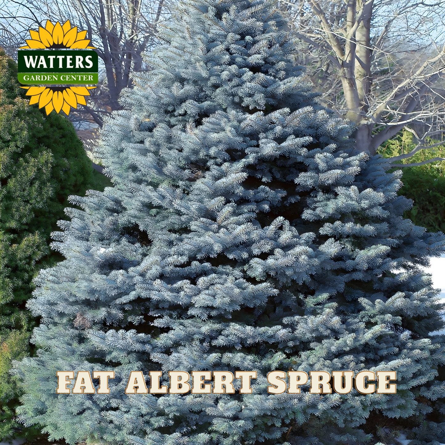 Fat Albert Spruce tree with Watters Garden Center logo in the corner