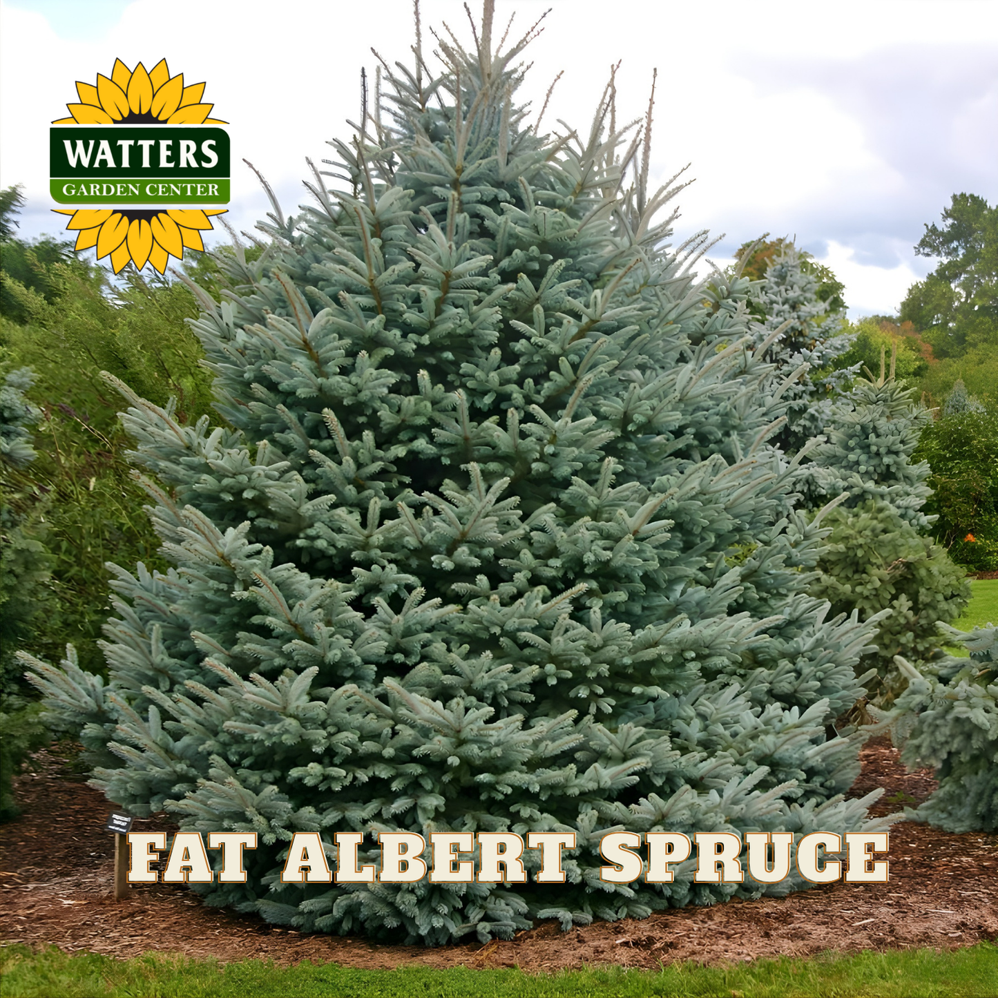 Fat Albert Spruce tree with Watters Garden Center logo