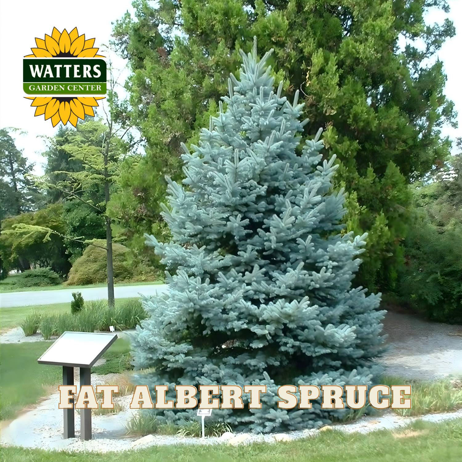 Fat Albert Spruce tree in a garden setting with Watters Garden Center branding.
