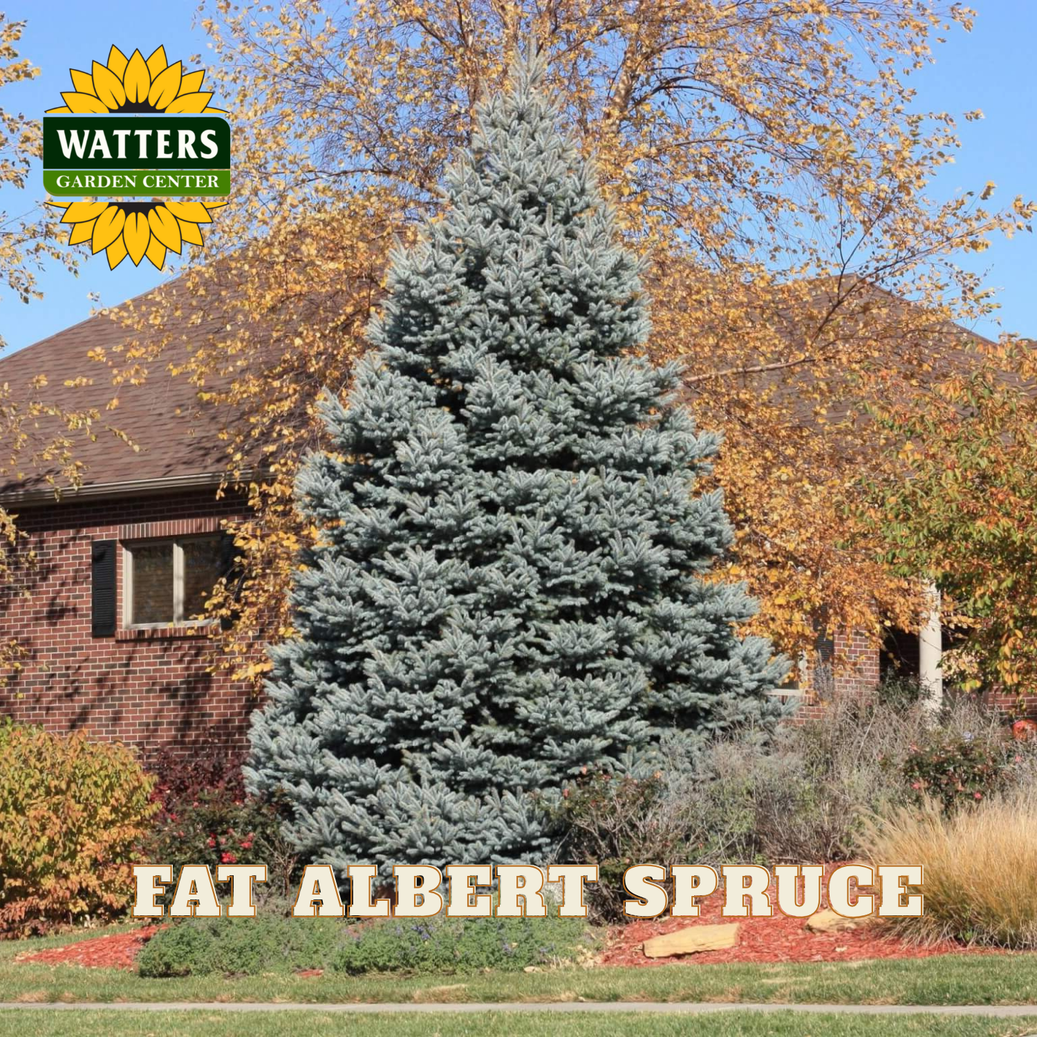 Fat Albert Spruce tree in a garden with a house and trees in the background, featuring Watters Garden Center logo.