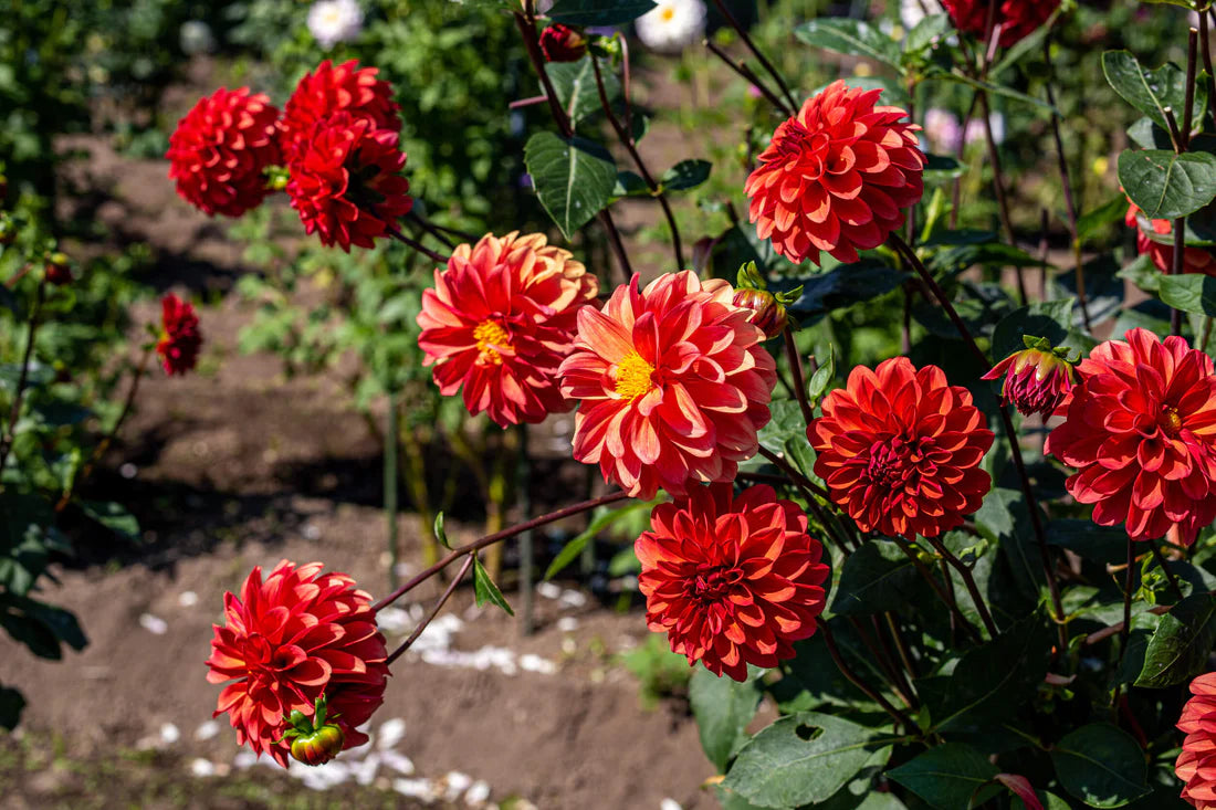 DINNER PLATE DAHLIA 2gal