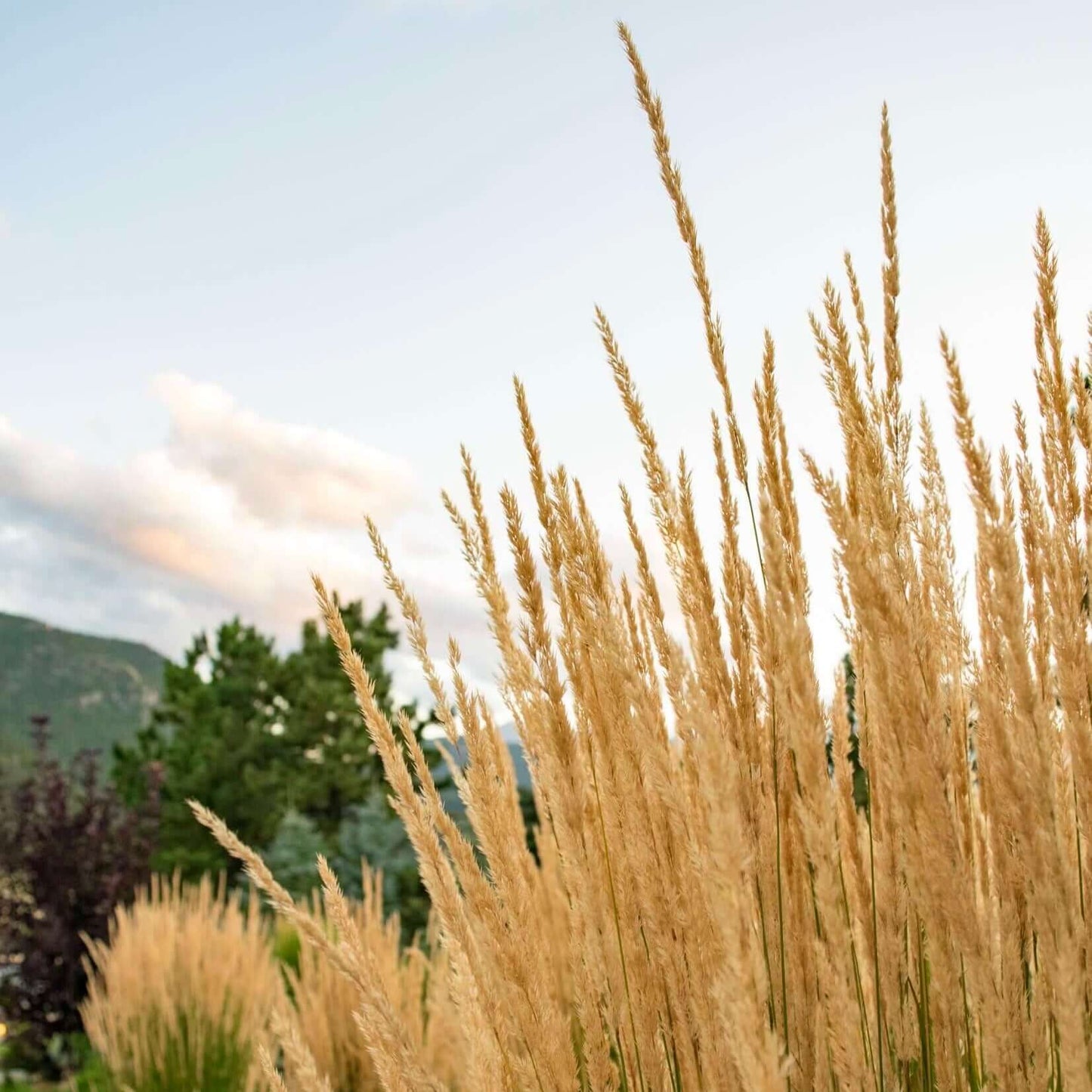 Karl Foerster Feather Reed Grass (Calamagrostis x acutiflora 'Karl Foerster') - 1 gallon