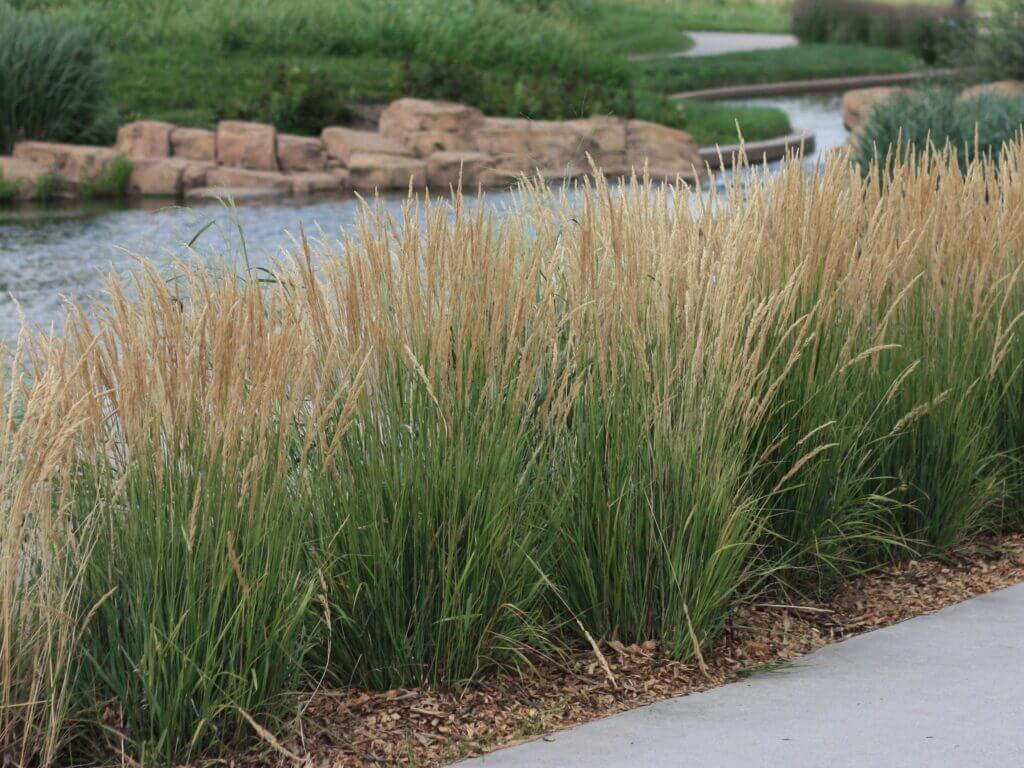 Karl Foerster Feather Reed Grass (Calamagrostis x acutiflora 'Karl Foerster') - 1 gallon