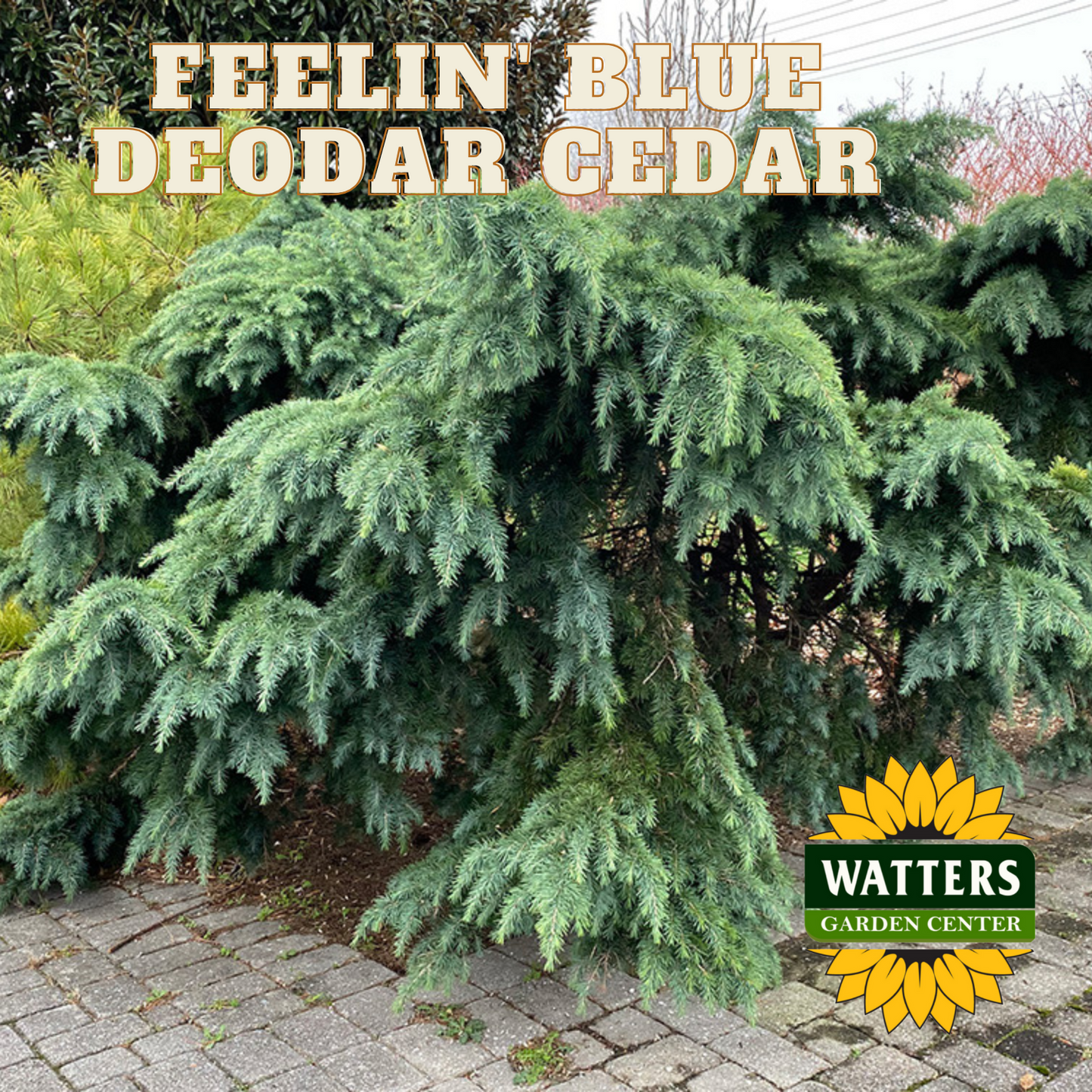 FEELING BLUE WEEPING CEDAR 5gal