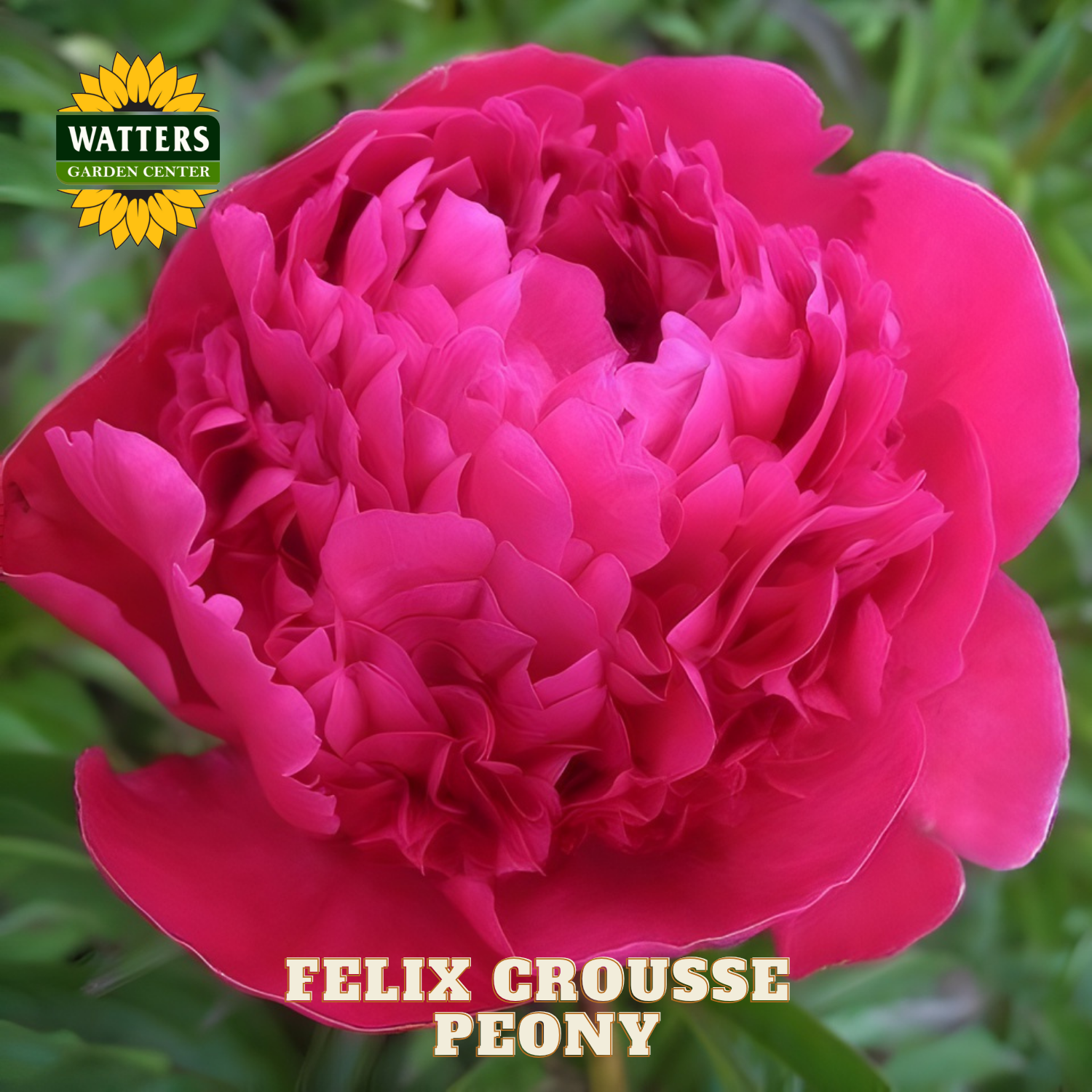 Close-up of a pink peony flower with 'Watters Garden Center' logo.