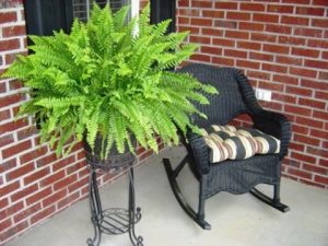BOSTON BLUE BELL FERN 8in