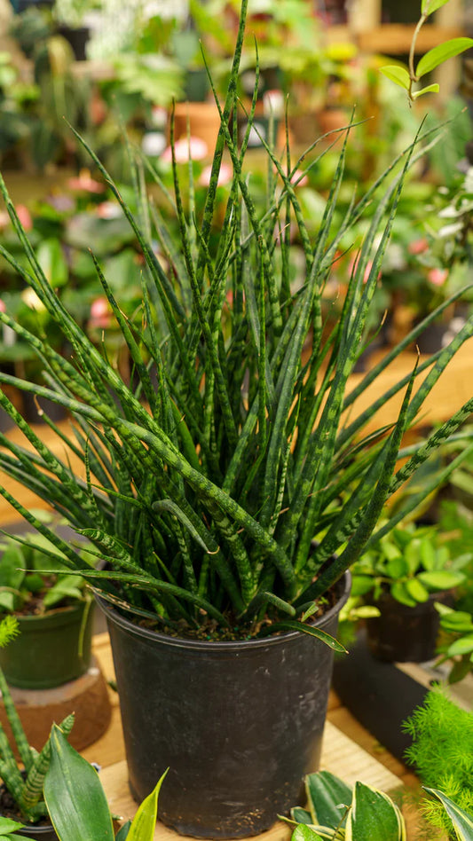 FERNWOOD SNAKE PLANT 6in