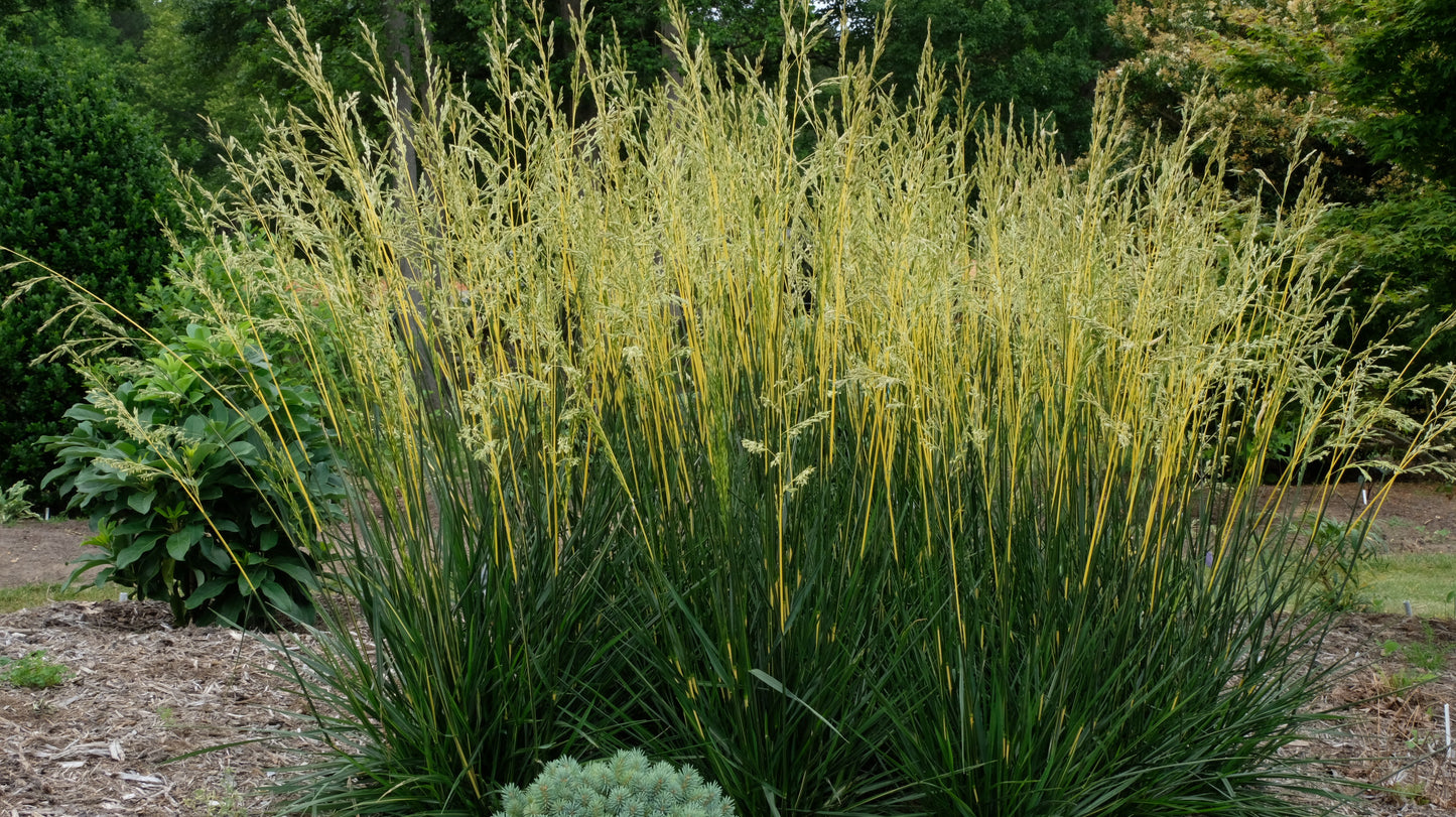 GLOW STICKS TALL FESCUE GRASS 1gal