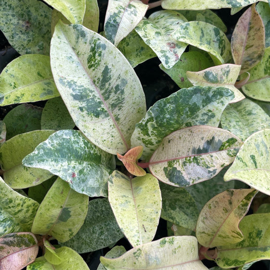 SHIVEREANA MOONSHINE RUBBER PLANT 6in