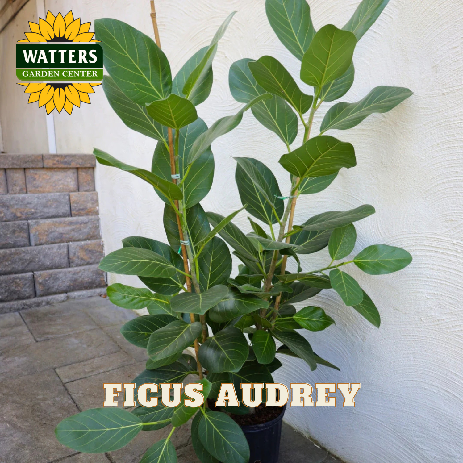 Potted Ficus Audrey plant with Watters Garden Center logo in the corner.